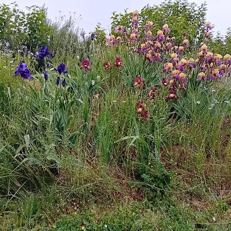 Domaine De Marodi Jasmin アパート ベーニュ・サント・ラドゴンド